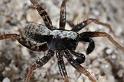 Pardosa_lugubris_D7407_Z_89_NP De Hoge Veluwe_Nederland